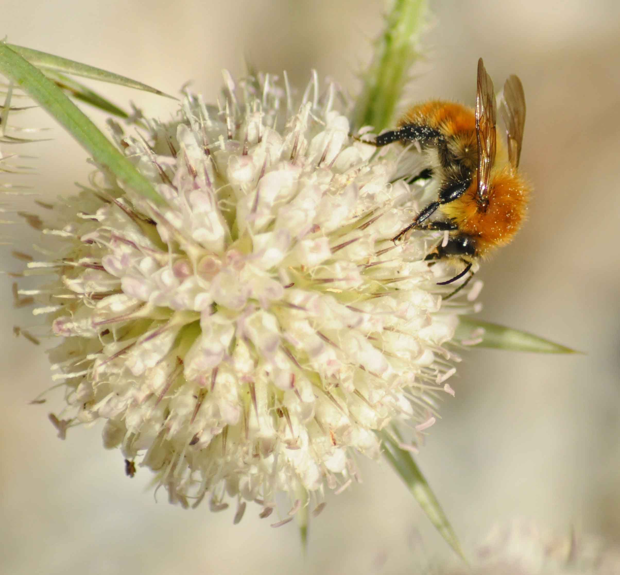 Bombus pascuorum